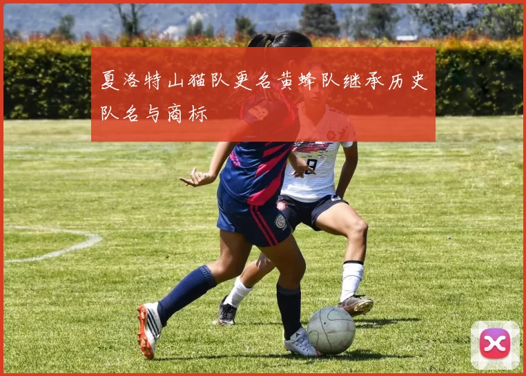 夏洛特山猫队更名黄蜂队继承历史队名与商标
